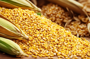 Premium fresh corn