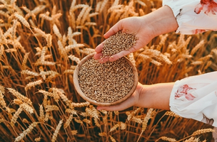 Premium wheat grain